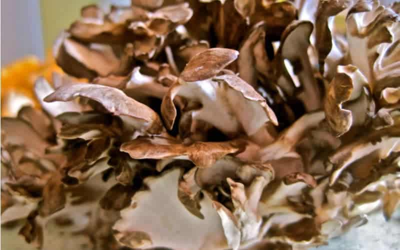 Maitake mushrooms