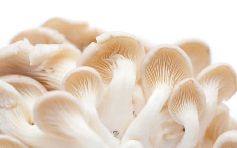 Oyster mushrooms